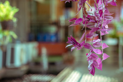 Close-up of pink flowering plant