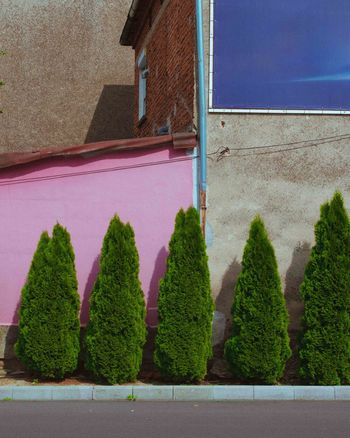 PLANTS GROWING AGAINST WALL OF HOUSE