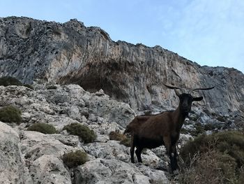 Goat proudly standing in front of a giant cave