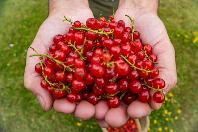 Cropped hand of woman holding fruit