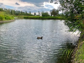 View of ducks swimming in lake