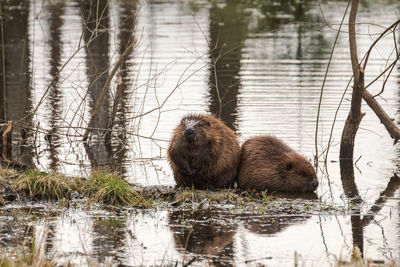 Beavers drinking water