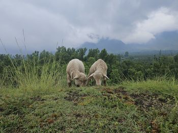 Sheep grazing on field