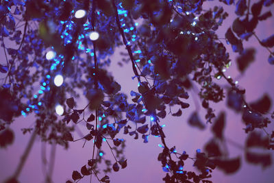 Low angle view of purple flowering plant