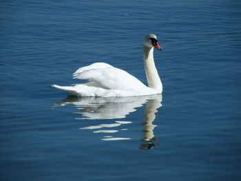 Swan swimming in lake