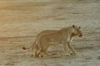 Side view of giraffe on field
