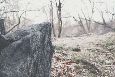 Close-up of bare tree