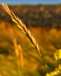 Close-up of grass growing in field