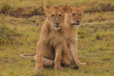 Close-up portrait of lion