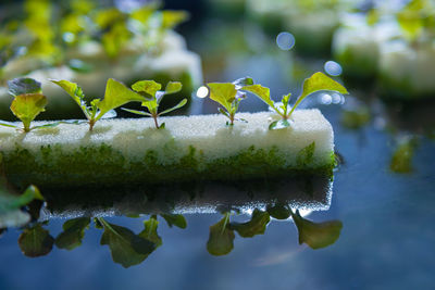 Close-up of fresh green plants in water