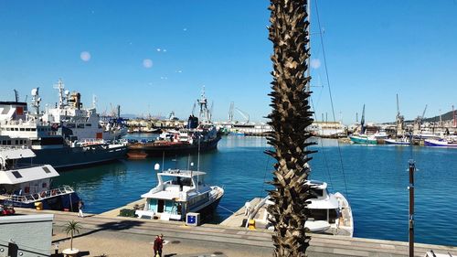 Sailboats moored in harbor