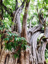 Trees in forest