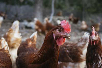 Close-up of rooster