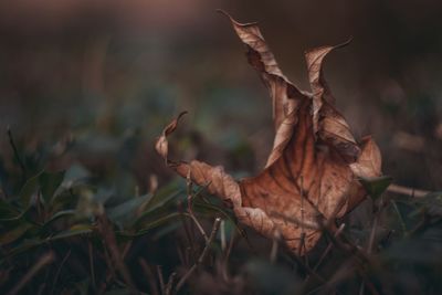 Close-up of dry leaves on field