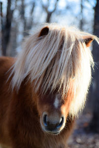 Close-up of horse