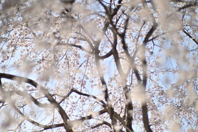 Low angle view of cherry blossom tree