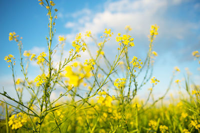 Close-up of yellow flowering plants on field against sky