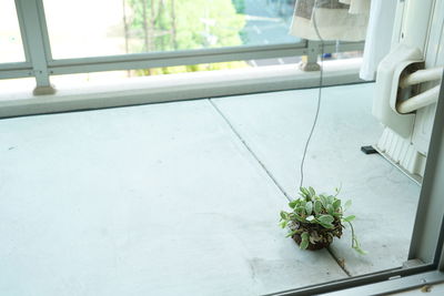 Close-up of white flower on window sill