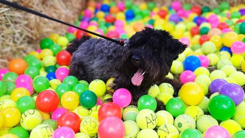 Black dog with colorful balls