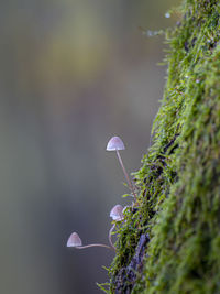 Close-up of mushroom growing on plant