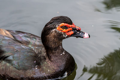 High angle view of duck swimming in lake