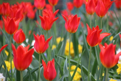 Close-up of red flowers blooming outdoors