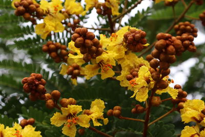 Close-up of fresh orange fruits on tree