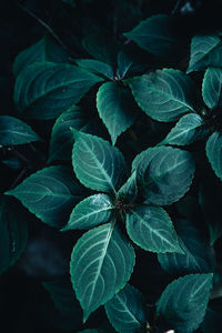 High angle view of green leaves on plant