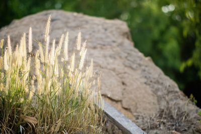 Close-up of grass growing on rock