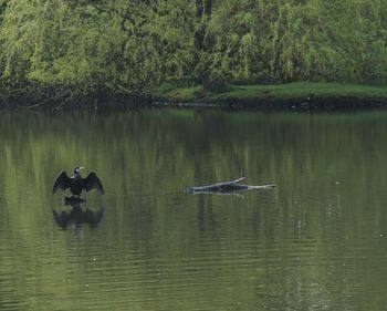 Swans on lake by trees