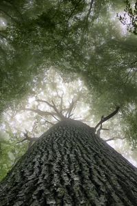 Low angle view of tree