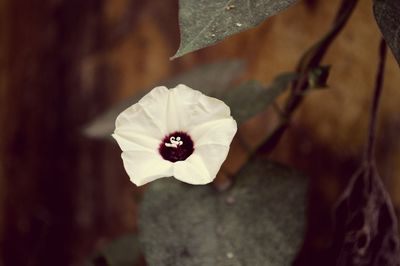 Close-up of butterfly on flower