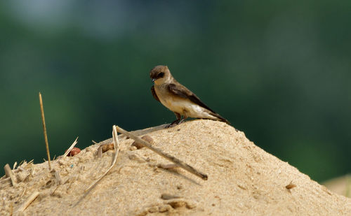 Close-up of bird perching on rock