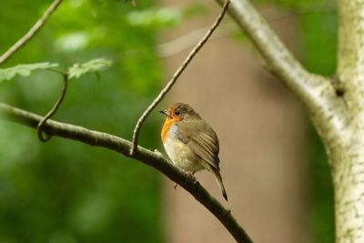 Close-up of bird perching on branch