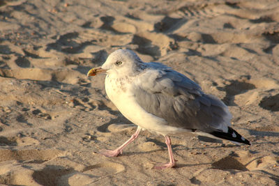 Portrait of a seagull on the beach in the north sea