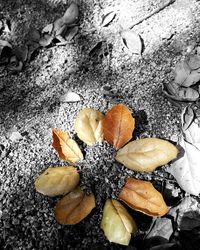 Close-up of maple leaves