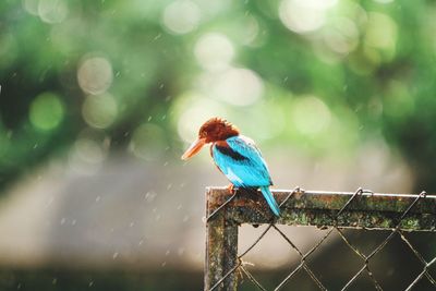 Close-up of king fisher bird perching on metal