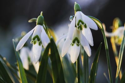 Close-up of white flowering plants