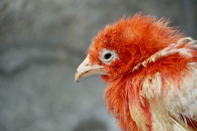 Close-up of a bird