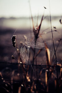 Close-up of spider web on plant