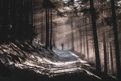 Panoramic view of trees in forest