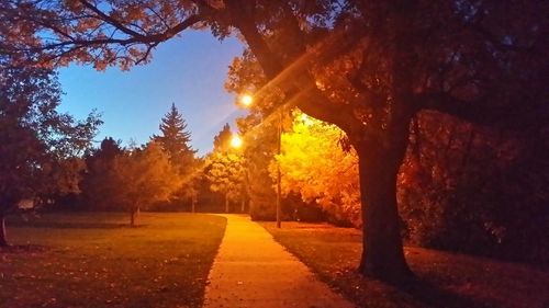 Trees in park during autumn