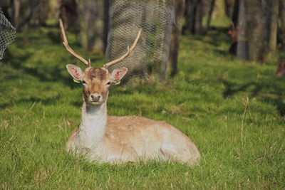 Portrait of deer relaxing on grassy field