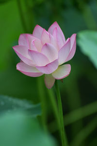 Close-up of pink water lily