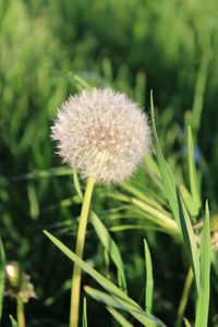 Close-up of dandelion flowers