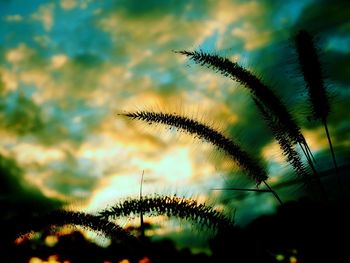 Close-up of silhouette tree against sky