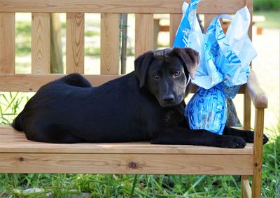 Portrait of dog sitting on seat