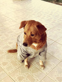 High angle view of dog sitting on tiled floor