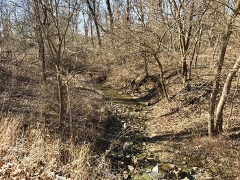 Bare trees in forest