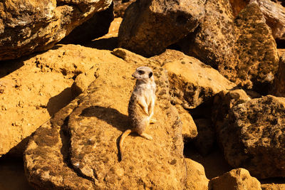 Full length of a rock with a meerkat